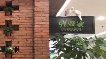 【外婆家再曝卫生乱象:上海“外婆家”一门店内老鼠爬上后厨案板】在今年的315晚会播出之前,